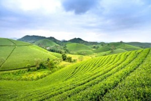 Tổng hợp 14 án lệ liên quan đến đất đai cần biết