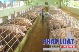 Người nuôi heo ở ĐBSCL đang lâm vào cảnh điêu đứng (ảnh: Tr.L)